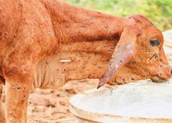 Lumpy infection: more dangerous than before