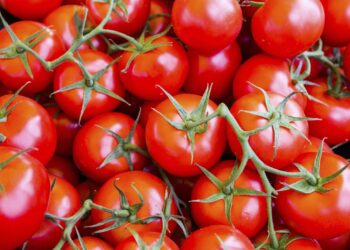 Tomato prices reach new high: Rs 155 per kg in Siliguri, Rs 140 in Delhi