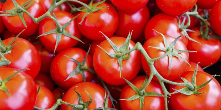 Tomato prices reach new high: Rs 155 per kg in Siliguri, Rs 140 in Delhi