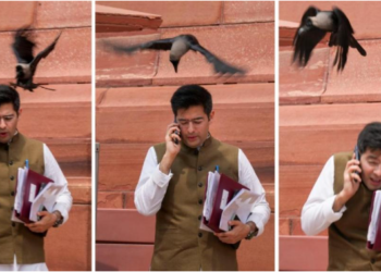 Crow ‘attacks’ Raghav Chadha outside Parliament