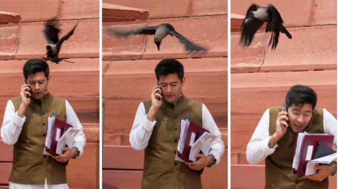 Crow ‘attacks’ Raghav Chadha outside Parliament