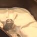 UFO expert presents ‘non human’ bodies with three fingered hands and feet at Mexican Congress: Report