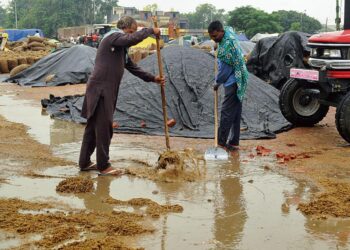 Rain, strong winds damage paddy crop, delay harvesting in Punjab