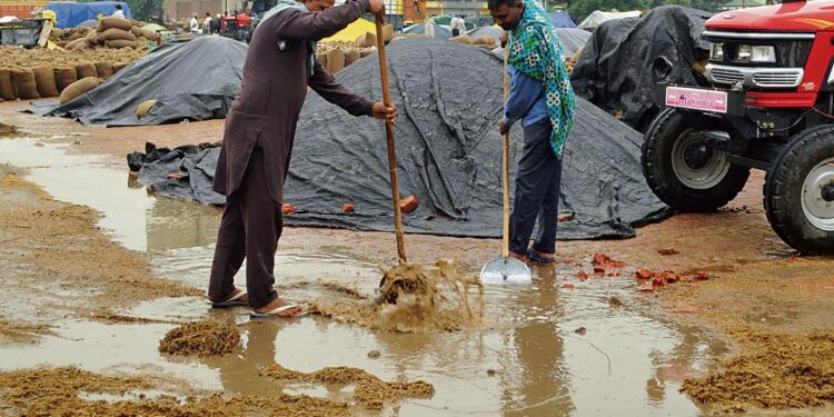 Rain, strong winds damage paddy crop, delay harvesting in Punjab