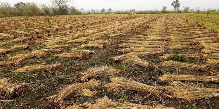 Rain, winds flatten paddy crop; delay harvesting in Haryana