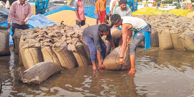 Heavy crop loss in Punjab due to gusts and hail