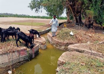 South-western Punjab’s tail-end farmers struggle with extreme water scarcity.