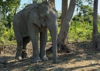 Vantara received a favorable ruling from the Supreme Court regarding the animal acquisition case.