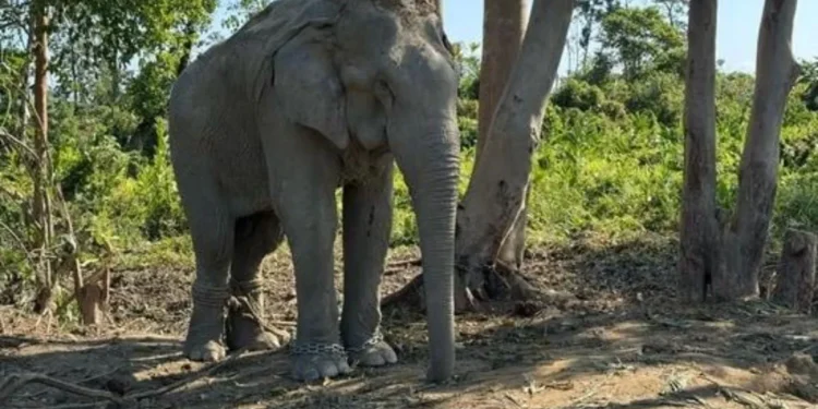 Vantara received a favorable ruling from the Supreme Court regarding the animal acquisition case.