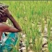 मणिपुर हिंसा के कारण खेती बुरी तरह प्रभावित, राज्य के लोगों को दो जून की रोटी नसीब होना होगा भारी