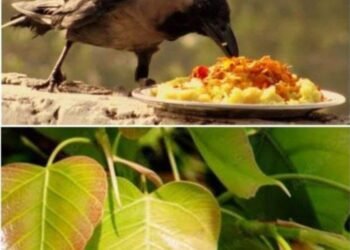 क्या हमारे ऋषि मुनि पागल थे?