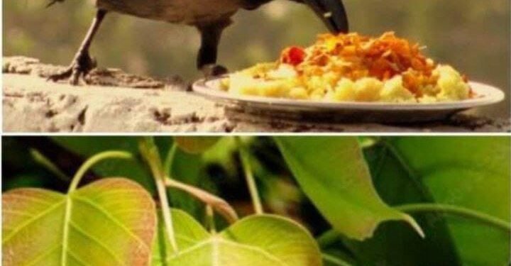 क्या हमारे ऋषि मुनि पागल थे?