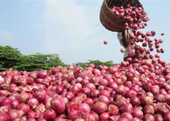 प्याज की बढ़ती कीमत के बीच सरकार ने उठाया एक और कदम, घट जाएंगे दाम!