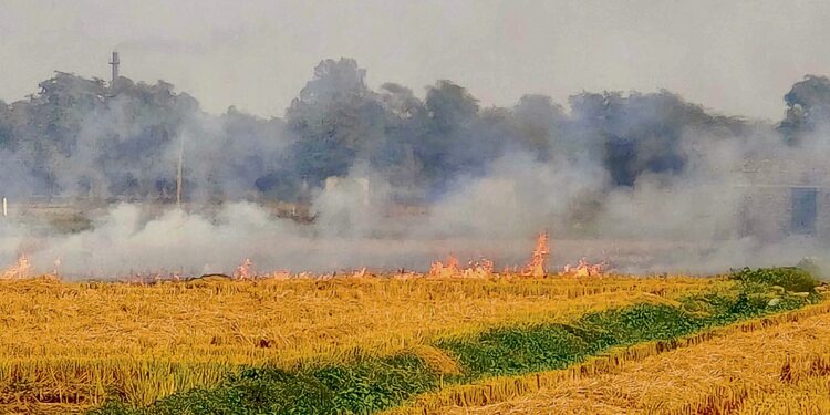पराली प्रबंधन हरियाणा के प्रयासों पर सुप्रीम मुहर
