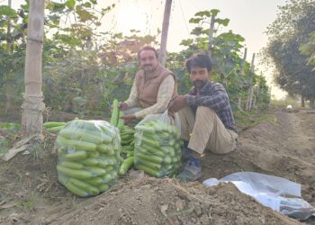 परंपरागत खेती के साथ सब्जी उत्पादन करने वाले सफल किसान रविकांत