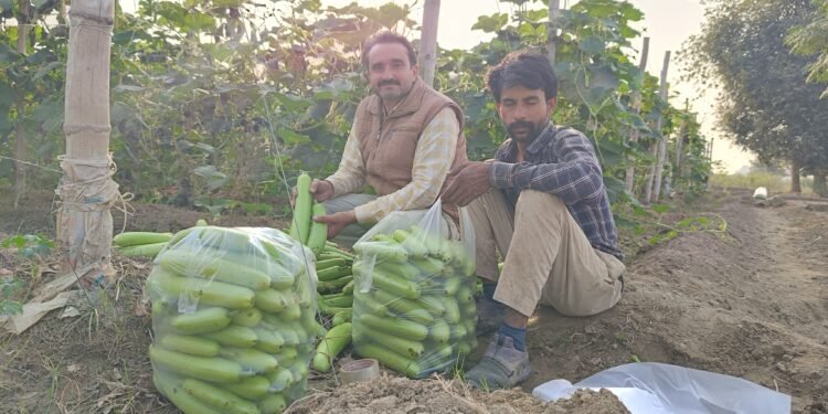 परंपरागत खेती के साथ सब्जी उत्पादन करने वाले सफल किसान रविकांत