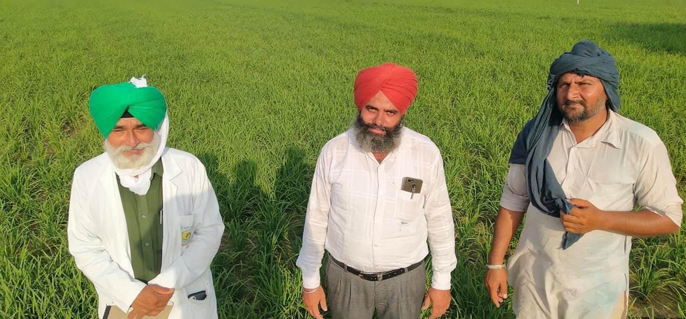 ਝੋਨੇ ਦੀ ਸਿੱਧੀ ਬਿਜਾਈ ਵਾਲੇ ਖੇਤਾਂ ਵਿੱਚ ਲੋੜ ਅਨੁੁਸਾਰ ਹੀ ਪਾਣੀ ਲਾਇਆ ਜਾਵੇ: ਮੁੱੱਖ ਖੇਤੀਬਾੜੀ ਅਫਸਰ