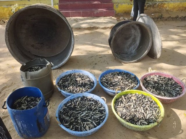 ਪੁਲਿਸ ਨੂੰ ਹੋਏ 250 ਕਿਲੋਗ੍ਰਾਮ ਸਮੁੰਦਰੀ ਖੀਰੇ ਬਰਾਮਦ