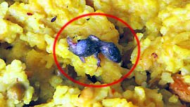 ਖਿਡਾਰੀਆਂ ਨੇ ਖਾ ਲਿਆ ਛਿਪਕਲੀ ਵਾਲਾ ਦਲੀਆ,ਮੋਹਾਲੀ ਦੇ Sports Complex