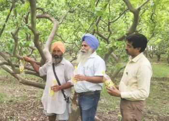 ਅਮਰੂਦ ਦੇ ਫ਼ਲ ਨੂੰ ਕਾਣਾ ਹੋਣ ਤੋਂ ਬਚਾਉਣ ਲਈ ਫਲਾਈ ਟਰੈਪ ਦੀ ਵਰਤੋਂ ਕੀਤੀ ਜਾਵੇ : ਬਾਗਬਾਨੀ ਵਿਕਾਸ ਅਫ਼ਸਰ