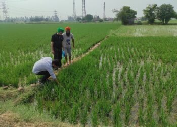 ਕਿਸਾਨ ਬੂਟਿਆਂ ਦੇ ਮਧਰੇਪਣ ਹੋਣ ’ਤੇ ਕ੍ਰਿਸ਼ੀ ਵਿਗਿਆਨ ਕੇਂਦਰ ਨਾਲ ਸੰਪਰਕ ਕਰਨ : ਡਾ. ਗੁਰਉਪਦੇਸ਼ ਕੌਰ